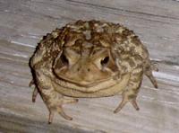 Click image for larger version

Name:	fat toad.JPG
Views:	506
Size:	45.8 KB
ID:	530