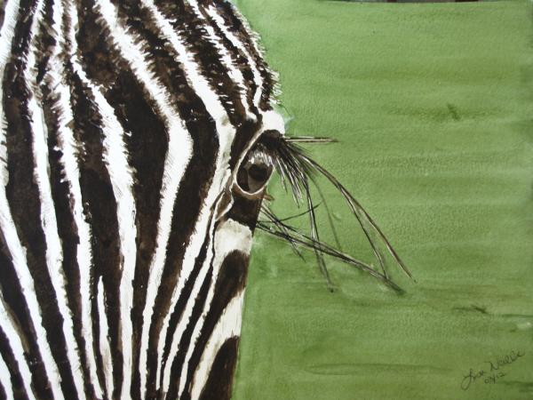 zebra